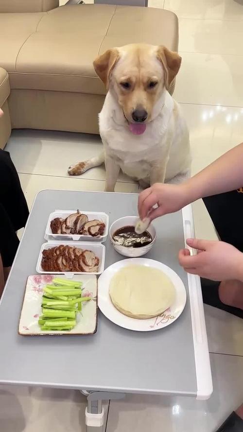 狗狗可以吃烤鸭吗,狗狗能不能吃烤鸭肉-第1张图片-后鲨宠物 狗狗可以吃烤鸭吗,狗狗能不能吃烤鸭肉-第1张图片-后鲨宠物