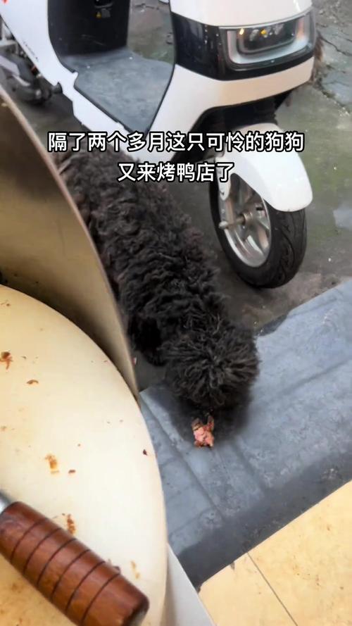 狗狗可以吃烤鸭吗,狗狗能不能吃烤鸭肉-第2张图片-后鲨宠物 狗狗可以吃烤鸭吗,狗狗能不能吃烤鸭肉-第2张图片-后鲨宠物