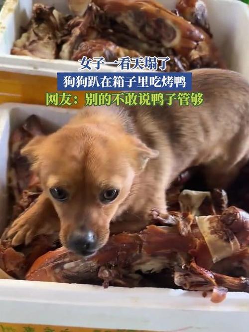 狗狗可以吃烤鸭吗,狗狗能不能吃烤鸭肉-第3张图片-后鲨宠物 狗狗可以吃烤鸭吗,狗狗能不能吃烤鸭肉-第3张图片-后鲨宠物