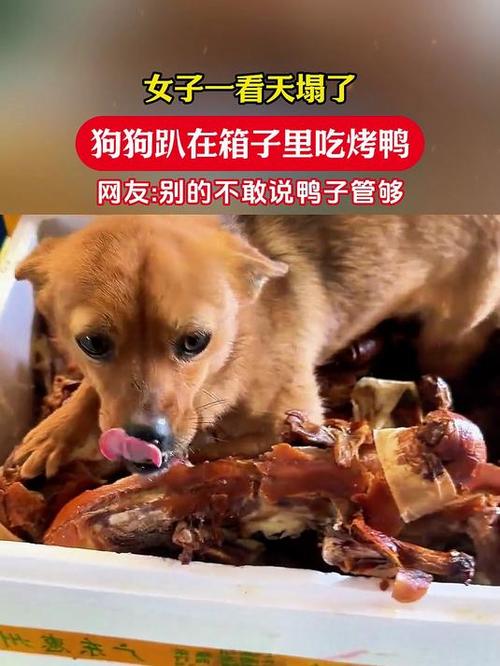 狗狗可以吃烤鸭吗,狗狗能不能吃烤鸭肉-第5张图片-后鲨宠物 狗狗可以吃烤鸭吗,狗狗能不能吃烤鸭肉-第5张图片-后鲨宠物