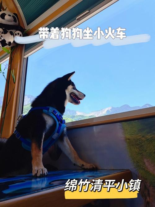 狗狗上火车要什么手续_狗狗上火车要什么手续和证件-第4张图片-后鲨宠物 狗狗上火车要什么手续_狗狗上火车要什么手续和证件-第4张图片-后鲨宠物