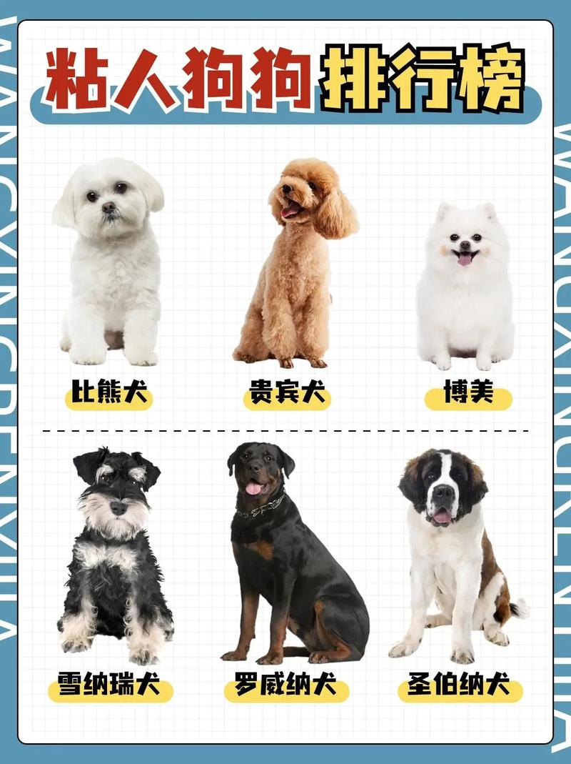 什么狗狗最粘人,哪个狗狗最粘人-第3张图片-后鲨宠物 什么狗狗最粘人,哪个狗狗最粘人-第3张图片-后鲨宠物