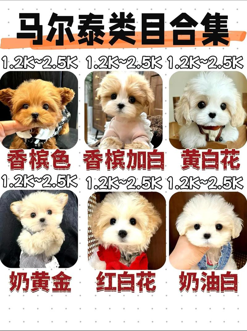 什么狗狗最粘人,哪个狗狗最粘人-第4张图片-后鲨宠物 什么狗狗最粘人,哪个狗狗最粘人-第4张图片-后鲨宠物