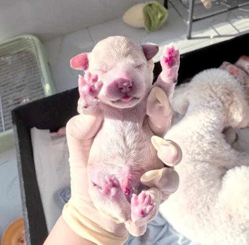 狗狗多久可以生宝宝,狗狗多久生宝宝不是早产-第2张图片-后鲨宠物 狗狗多久可以生宝宝,狗狗多久生宝宝不是早产-第2张图片-后鲨宠物