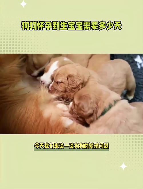 狗狗多久可以生宝宝,狗狗多久生宝宝不是早产-第3张图片-后鲨宠物 狗狗多久可以生宝宝,狗狗多久生宝宝不是早产-第3张图片-后鲨宠物