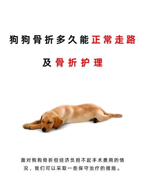 狗狗骨折多久能好_狗狗骨折多久能彻底好-第5张图片-后鲨宠物 狗狗骨折多久能好_狗狗骨折多久能彻底好-第5张图片-后鲨宠物
