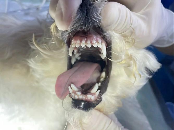 狗狗两排牙齿怎么回事,狗狗牙齿前面两个长得双排啥情况?-第2张图片-后鲨宠物 狗狗两排牙齿怎么回事,狗狗牙齿前面两个长得双排啥情况?-第2张图片-后鲨宠物