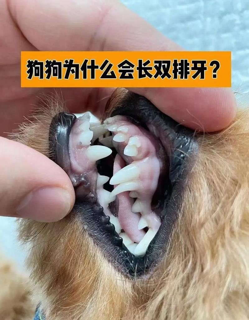 狗狗两排牙齿怎么回事,狗狗牙齿前面两个长得双排啥情况?-第4张图片-后鲨宠物 狗狗两排牙齿怎么回事,狗狗牙齿前面两个长得双排啥情况?-第4张图片-后鲨宠物