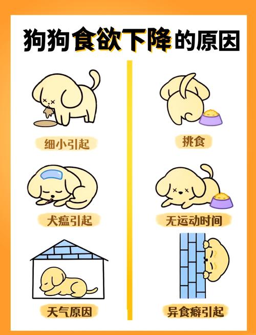 狗狗没食欲怎么办_狗狗不吃不喝一招解决-第4张图片-后鲨宠物 狗狗没食欲怎么办_狗狗不吃不喝一招解决-第4张图片-后鲨宠物