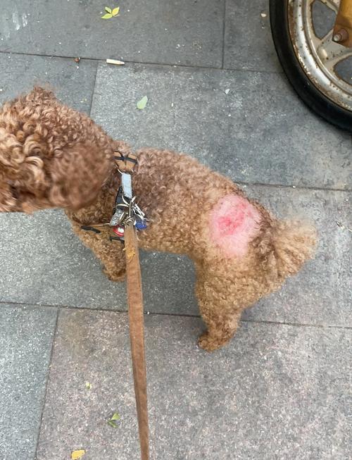 狗狗可以用碘酒消毒吗,狗能用碘伏的消毒水吗-第1张图片-后鲨宠物 狗狗可以用碘酒消毒吗,狗能用碘伏的消毒水吗-第1张图片-后鲨宠物