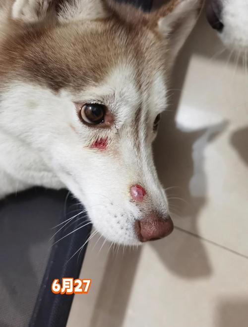 狗狗可以用碘酒消毒吗,狗能用碘伏的消毒水吗-第3张图片-后鲨宠物 狗狗可以用碘酒消毒吗,狗能用碘伏的消毒水吗-第3张图片-后鲨宠物