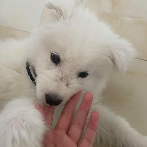 狗狗可以用碘酒消毒吗,狗能用碘伏的消毒水吗-第4张图片-后鲨宠物 狗狗可以用碘酒消毒吗,狗能用碘伏的消毒水吗-第4张图片-后鲨宠物