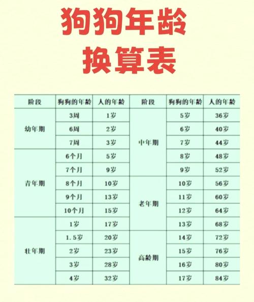 狗狗5岁相当于人几岁,狗狗5周岁相当于人几岁-第1张图片-后鲨宠物 狗狗5岁相当于人几岁,狗狗5周岁相当于人几岁-第1张图片-后鲨宠物
