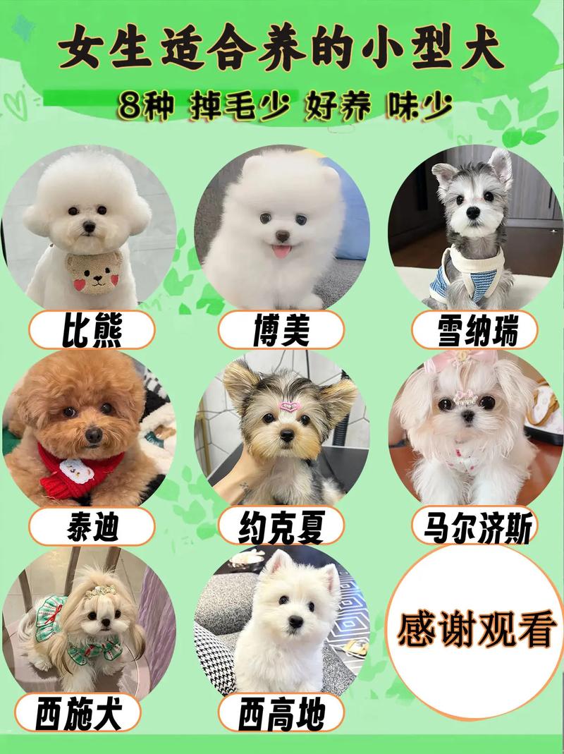 适合女孩子养的狗狗_适合女孩子养的狗狗排名榜-第1张图片-后鲨宠物 适合女孩子养的狗狗_适合女孩子养的狗狗排名榜-第1张图片-后鲨宠物