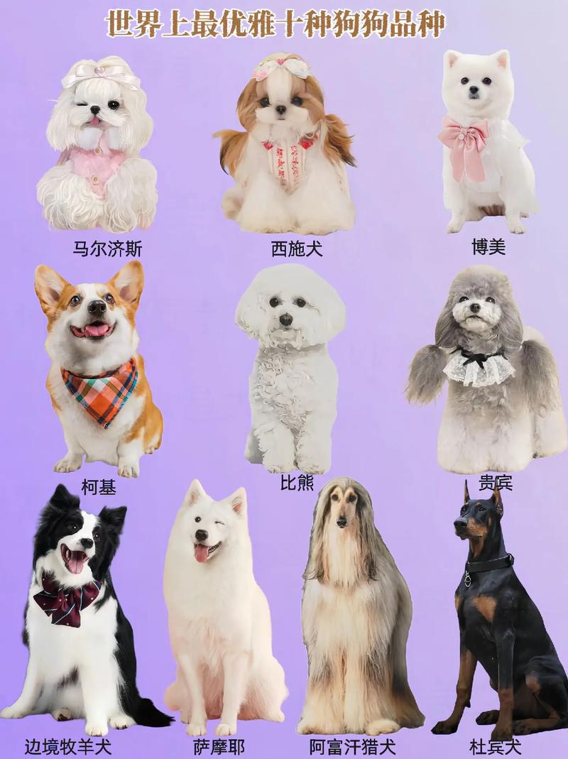 适合女孩子养的狗狗_适合女孩子养的狗狗排名榜-第3张图片-后鲨宠物 适合女孩子养的狗狗_适合女孩子养的狗狗排名榜-第3张图片-后鲨宠物