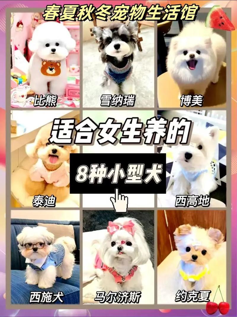 适合女孩子养的狗狗_适合女孩子养的狗狗排名榜-第4张图片-后鲨宠物 适合女孩子养的狗狗_适合女孩子养的狗狗排名榜-第4张图片-后鲨宠物