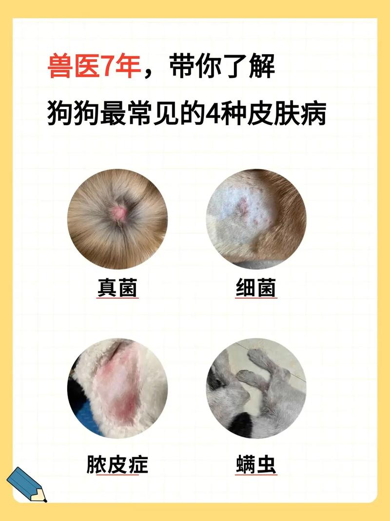 狗狗皮屑多用什么药_狗狗皮屑怎么治疗是大病吗-第5张图片-后鲨宠物 狗狗皮屑多用什么药_狗狗皮屑怎么治疗是大病吗-第5张图片-后鲨宠物