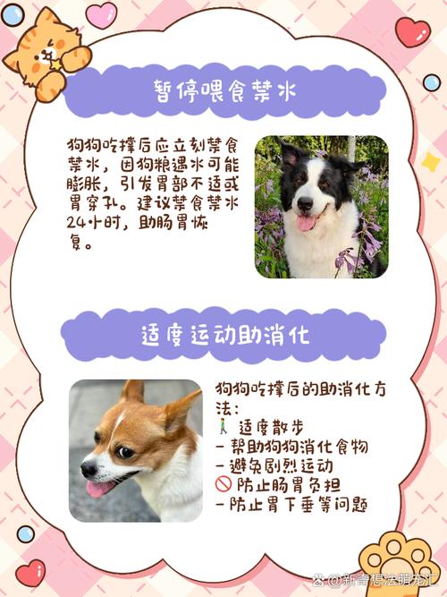 狗狗撑到了怎么办,狗撑到了不愿动一直叫怎么办-第1张图片-后鲨宠物 狗狗撑到了怎么办,狗撑到了不愿动一直叫怎么办-第1张图片-后鲨宠物