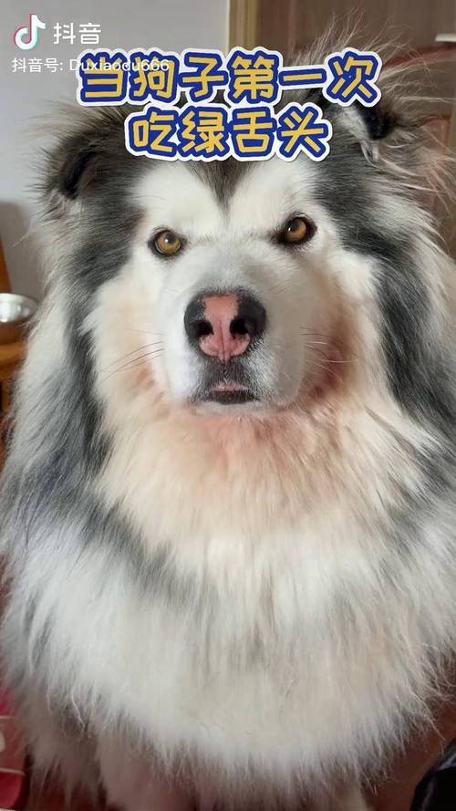 狗狗能吃绿豆沙吗,狗狗能吃绿豆沙吗??-第5张图片-后鲨宠物 狗狗能吃绿豆沙吗,狗狗能吃绿豆沙吗??-第5张图片-后鲨宠物