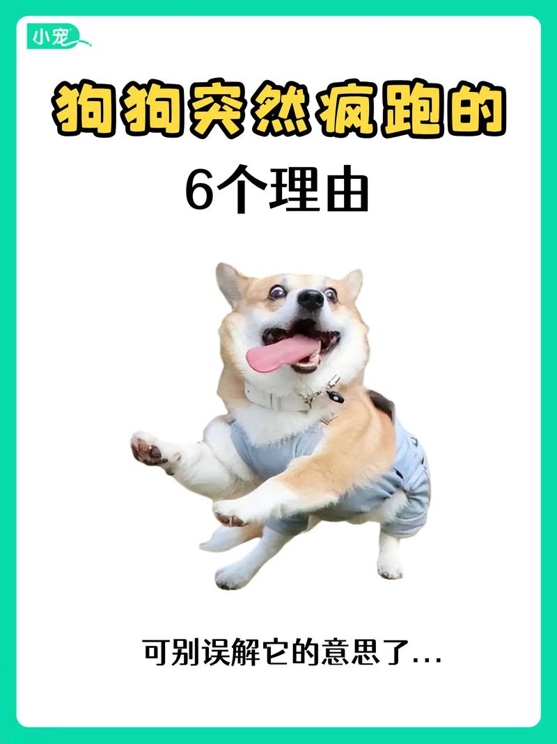 狗狗乱叫是什么原因,狗狗乱叫是什么情况?宠物狗也这样吗?-第3张图片-后鲨宠物 狗狗乱叫是什么原因,狗狗乱叫是什么情况?宠物狗也这样吗?-第3张图片-后鲨宠物