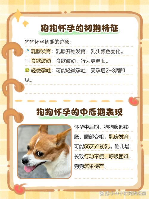 怎么看狗狗有没有怀孕,怎么看狗子有没有怀孕-第2张图片-后鲨宠物 怎么看狗狗有没有怀孕,怎么看狗子有没有怀孕-第2张图片-后鲨宠物