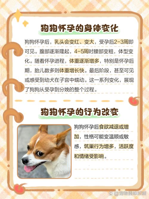 怎么看狗狗有没有怀孕,怎么看狗子有没有怀孕-第5张图片-后鲨宠物 怎么看狗狗有没有怀孕,怎么看狗子有没有怀孕-第5张图片-后鲨宠物