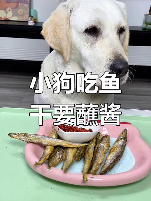 狗狗能吃鱼干吗,狗狗可以吃鱼干吗??-第5张图片-后鲨宠物 狗狗能吃鱼干吗,狗狗可以吃鱼干吗??-第5张图片-后鲨宠物