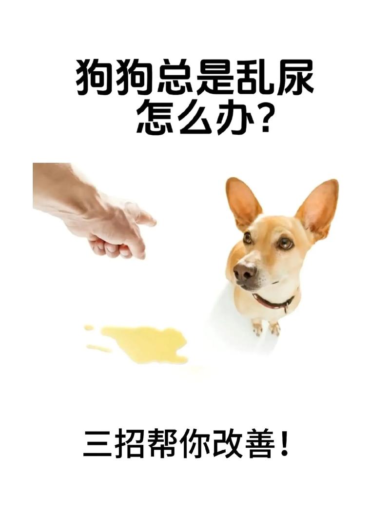 狗狗乱拉乱尿怎么办_狗狗乱拉乱尿怎么办吃什么药-第5张图片-后鲨宠物