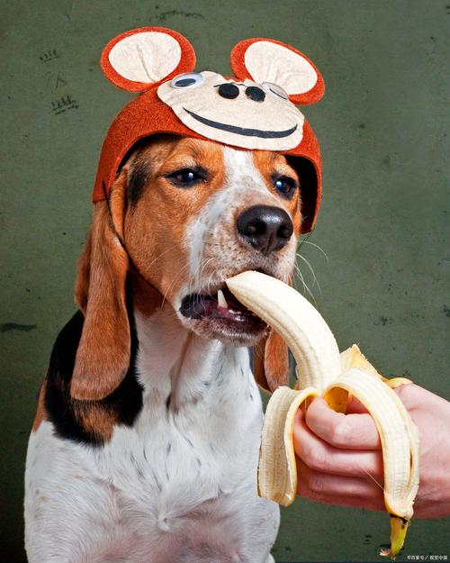 小狗狗可以吃香蕉吗,小狗子能不能吃香蕉-第5张图片-后鲨宠物 小狗狗可以吃香蕉吗,小狗子能不能吃香蕉-第5张图片-后鲨宠物