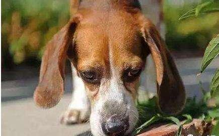 狗狗到处嗅是什么原因,狗狗到处嗅需不需要阻止-第1张图片-后鲨宠物 狗狗到处嗅是什么原因,狗狗到处嗅需不需要阻止-第1张图片-后鲨宠物