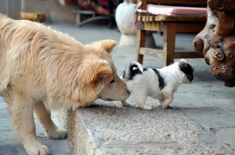 狗狗到处嗅是什么原因,狗狗到处嗅需不需要阻止-第2张图片-后鲨宠物 狗狗到处嗅是什么原因,狗狗到处嗅需不需要阻止-第2张图片-后鲨宠物