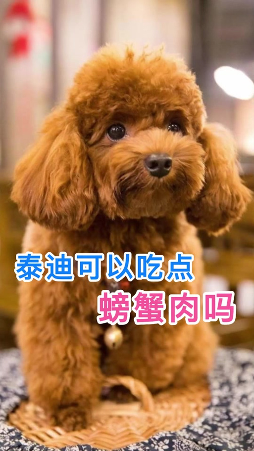 狗狗能吃螃蟹壳吗_小狗能吃螃蟹壳吗-第1张图片-后鲨宠物 狗狗能吃螃蟹壳吗_小狗能吃螃蟹壳吗-第1张图片-后鲨宠物