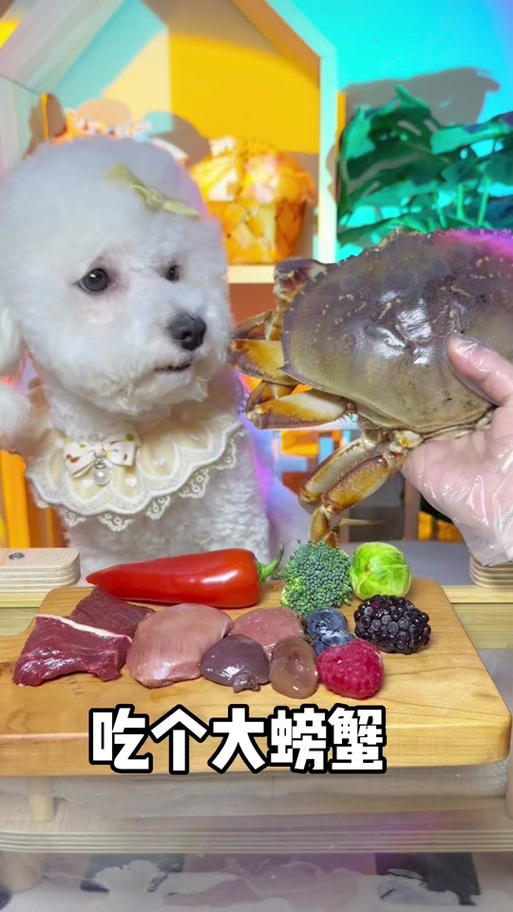 狗狗能吃螃蟹壳吗_小狗能吃螃蟹壳吗-第2张图片-后鲨宠物 狗狗能吃螃蟹壳吗_小狗能吃螃蟹壳吗-第2张图片-后鲨宠物