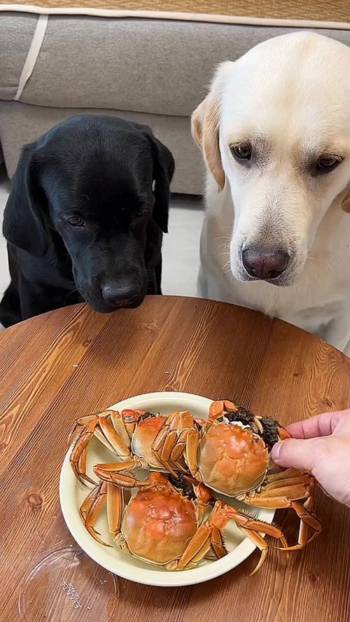 狗狗能吃螃蟹壳吗_小狗能吃螃蟹壳吗-第4张图片-后鲨宠物 狗狗能吃螃蟹壳吗_小狗能吃螃蟹壳吗-第4张图片-后鲨宠物
