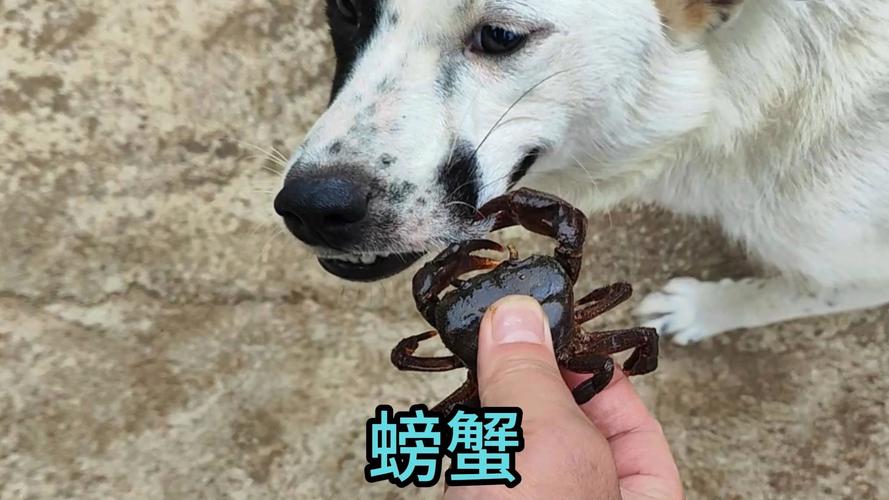 狗狗能吃螃蟹壳吗_小狗能吃螃蟹壳吗-第6张图片-后鲨宠物 狗狗能吃螃蟹壳吗_小狗能吃螃蟹壳吗-第6张图片-后鲨宠物