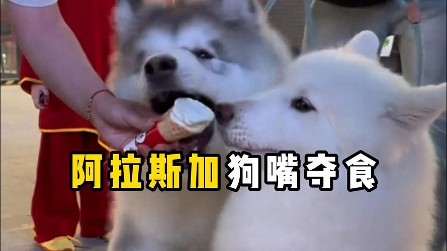 狗狗可以吃冰激凌吗_狗狗可以吃冰激凌嘛-第4张图片-后鲨宠物 狗狗可以吃冰激凌吗_狗狗可以吃冰激凌嘛-第4张图片-后鲨宠物