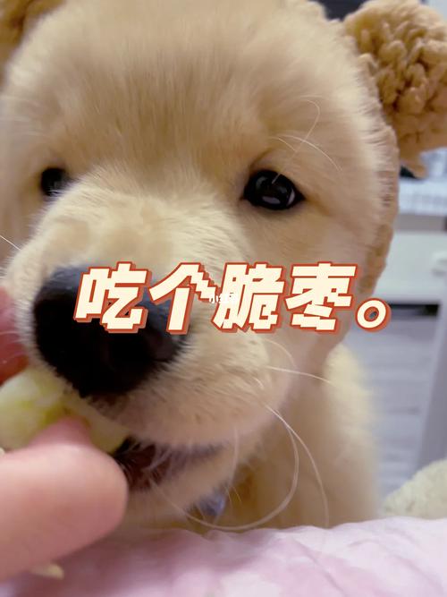 狗狗能吃大枣吗,狗狗能吃大枣吗会死吗-第2张图片-后鲨宠物 狗狗能吃大枣吗,狗狗能吃大枣吗会死吗-第2张图片-后鲨宠物