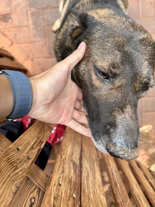 狗狗鼻子干裂怎么回事,狗狗鼻子干裂怎么处理-第1张图片-后鲨宠物 狗狗鼻子干裂怎么回事,狗狗鼻子干裂怎么处理-第1张图片-后鲨宠物