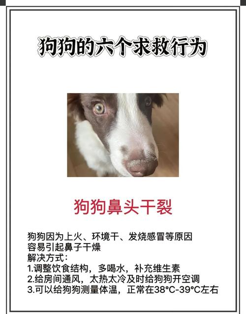 狗狗鼻子干裂怎么回事,狗狗鼻子干裂怎么处理-第2张图片-后鲨宠物 狗狗鼻子干裂怎么回事,狗狗鼻子干裂怎么处理-第2张图片-后鲨宠物