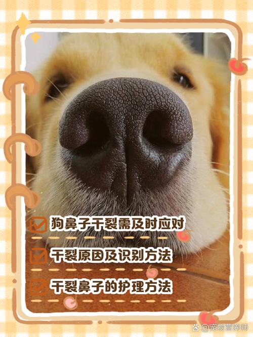 狗狗鼻子干裂怎么回事,狗狗鼻子干裂怎么处理-第5张图片-后鲨宠物 狗狗鼻子干裂怎么回事,狗狗鼻子干裂怎么处理-第5张图片-后鲨宠物