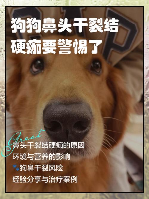 狗狗鼻子干裂怎么回事,狗狗鼻子干裂怎么处理-第6张图片-后鲨宠物 狗狗鼻子干裂怎么回事,狗狗鼻子干裂怎么处理-第6张图片-后鲨宠物