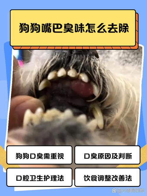 泰迪狗狗嘴巴臭怎么办_泰迪狗嘴特别臭怎么办-第2张图片-后鲨宠物 泰迪狗狗嘴巴臭怎么办_泰迪狗嘴特别臭怎么办-第2张图片-后鲨宠物