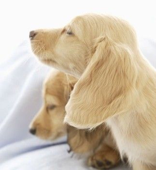 狗狗发情是什么样的,狗狗发情征兆-第4张图片-后鲨宠物 狗狗发情是什么样的,狗狗发情征兆-第4张图片-后鲨宠物