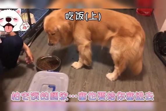 狗狗发情是什么样的,狗狗发情征兆-第5张图片-后鲨宠物 狗狗发情是什么样的,狗狗发情征兆-第5张图片-后鲨宠物