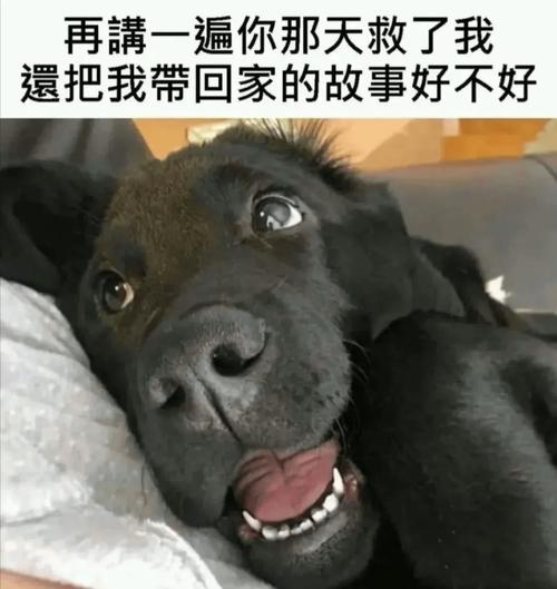 狗狗会想念主人吗,狗狗会想念自己的主人吗?-第1张图片-后鲨宠物 狗狗会想念主人吗,狗狗会想念自己的主人吗?-第1张图片-后鲨宠物