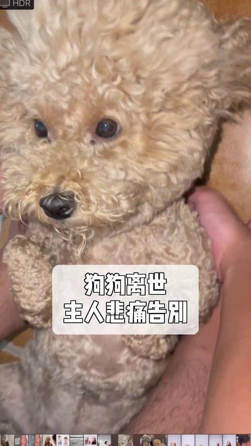 狗狗会想念主人吗,狗狗会想念自己的主人吗?-第2张图片-后鲨宠物 狗狗会想念主人吗,狗狗会想念自己的主人吗?-第2张图片-后鲨宠物