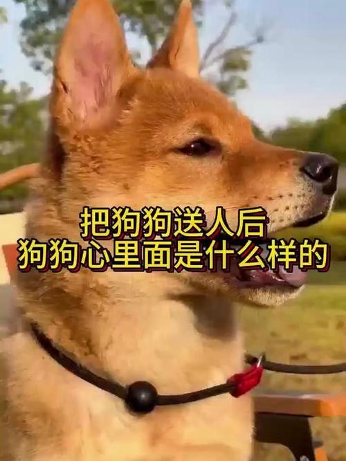 狗狗会想念主人吗,狗狗会想念自己的主人吗?-第4张图片-后鲨宠物 狗狗会想念主人吗,狗狗会想念自己的主人吗?-第4张图片-后鲨宠物