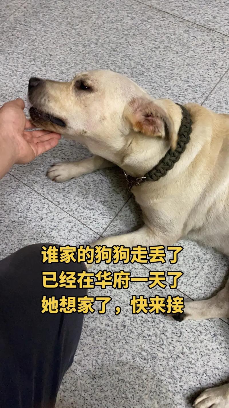 狗狗会想念主人吗,狗狗会想念自己的主人吗?-第5张图片-后鲨宠物 狗狗会想念主人吗,狗狗会想念自己的主人吗?-第5张图片-后鲨宠物