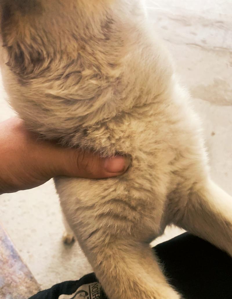 狗狗吃了鱼刺后的症状_狗狗吃了鱼刺怎么补救-第3张图片-后鲨宠物 狗狗吃了鱼刺后的症状_狗狗吃了鱼刺怎么补救-第3张图片-后鲨宠物