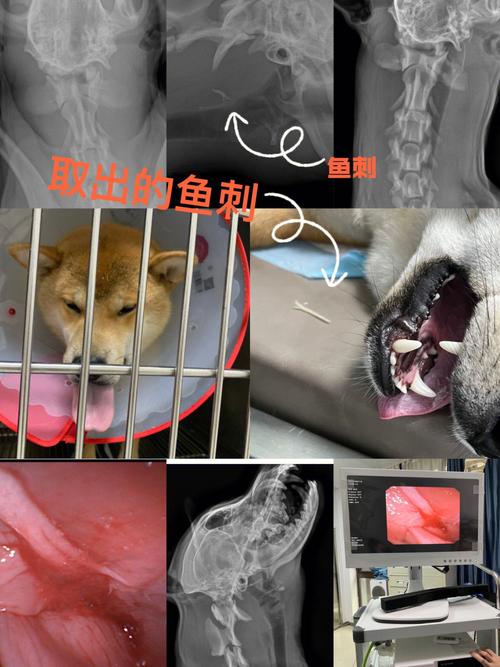 狗狗吃了鱼刺后的症状_狗狗吃了鱼刺怎么补救-第6张图片-后鲨宠物 狗狗吃了鱼刺后的症状_狗狗吃了鱼刺怎么补救-第6张图片-后鲨宠物